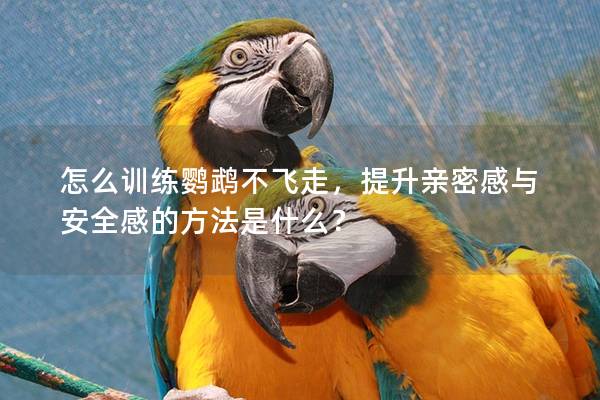 怎么训练鹦鹉不飞走，提升亲密感与安全感的方法是什么？