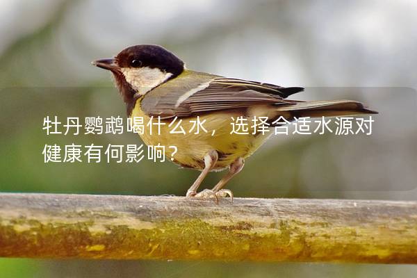 牡丹鹦鹉喝什么水，选择合适水源对健康有何影响？