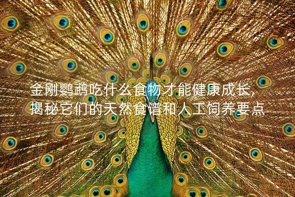 金刚鹦鹉吃什么食物才能健康成长,揭秘它们的天然食谱和人工饲养要点