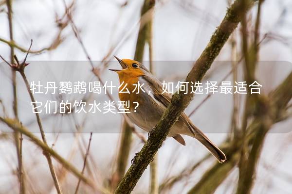 牡丹鹦鹉喝什么水，如何选择最适合它们的饮水类型？