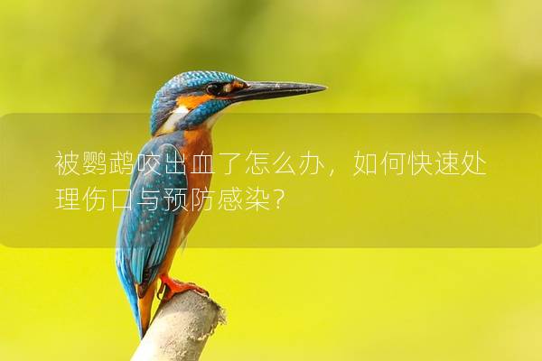 被鹦鹉咬出血了怎么办，如何快速处理伤口与预防感染？