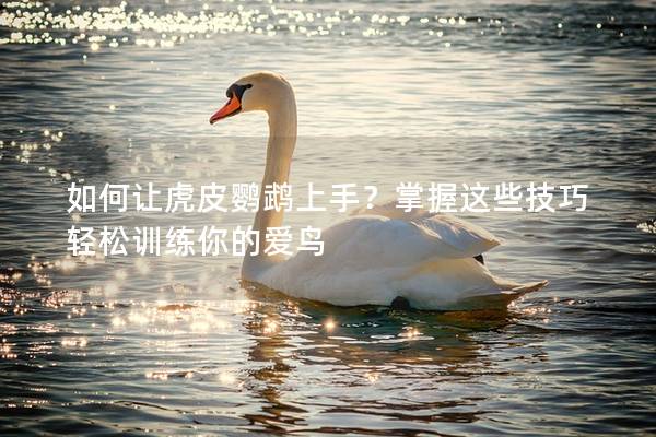 如何让虎皮鹦鹉上手？掌握这些技巧轻松训练你的爱鸟