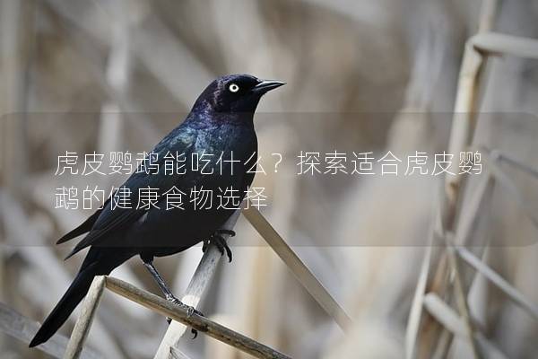 虎皮鹦鹉能吃什么？探索适合虎皮鹦鹉的健康食物选择