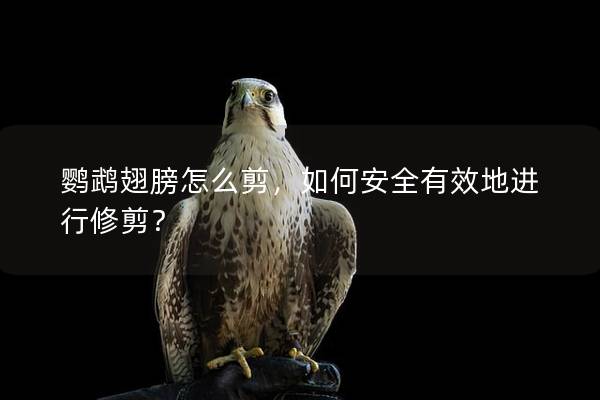 鹦鹉翅膀怎么剪，如何安全有效地进行修剪？