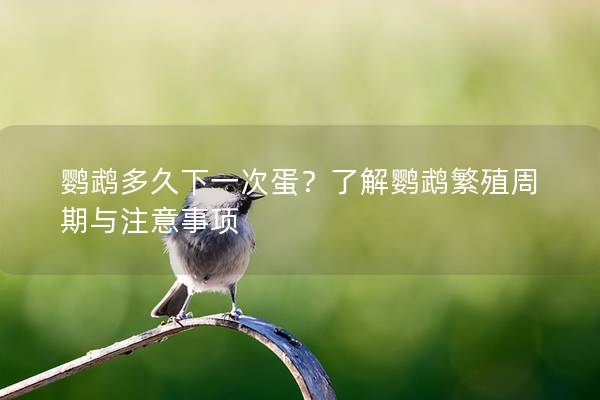 鹦鹉多久下一次蛋？了解鹦鹉繁殖周期与注意事项