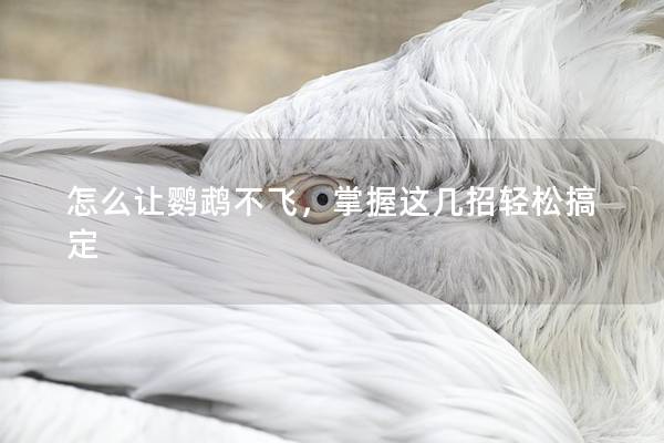 怎么让鹦鹉不飞，掌握这几招轻松搞定