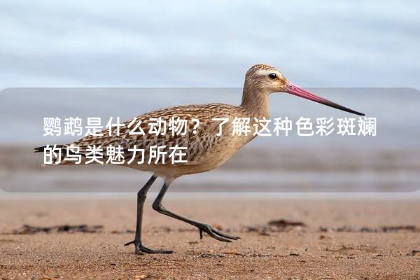 鹦鹉是什么动物？了解这种色彩斑斓的鸟类魅力所在