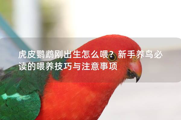 虎皮鹦鹉刚出生怎么喂？新手养鸟必读的喂养技巧与注意事项