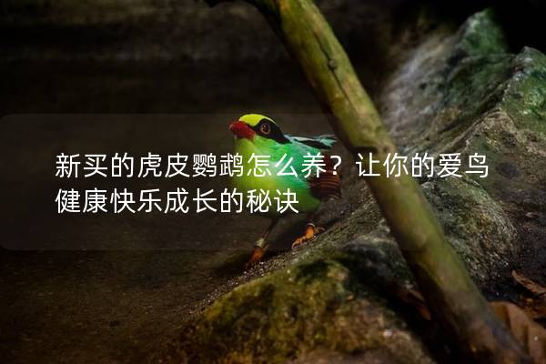 新买的虎皮鹦鹉怎么养？让你的爱鸟健康快乐成长的秘诀