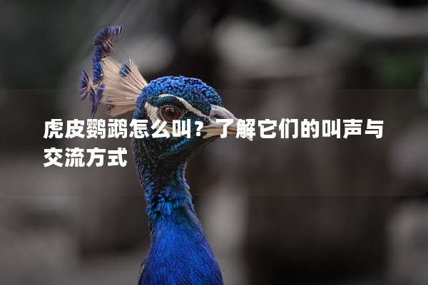 虎皮鹦鹉怎么叫？了解它们的叫声与交流方式