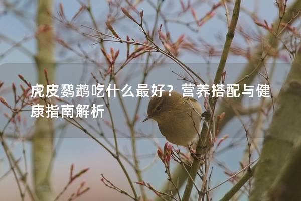 虎皮鹦鹉吃什么最好？营养搭配与健康指南解析