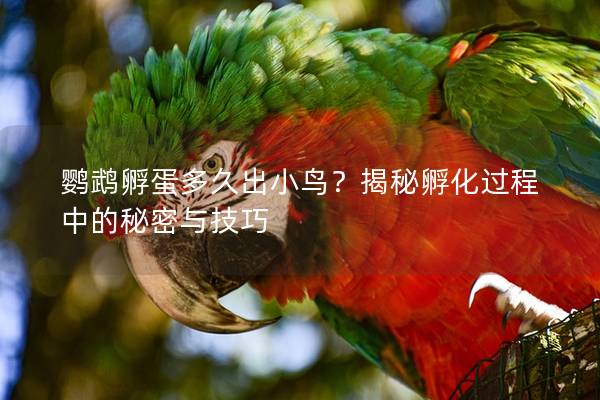 鹦鹉孵蛋多久出小鸟？揭秘孵化过程中的秘密与技巧