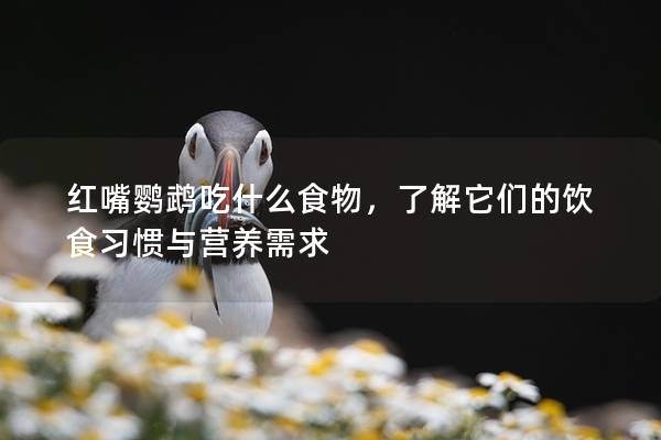 红嘴鹦鹉吃什么食物，了解它们的饮食习惯与营养需求