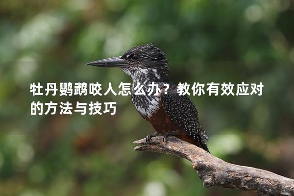 牡丹鹦鹉咬人怎么办？教你有效应对的方法与技巧