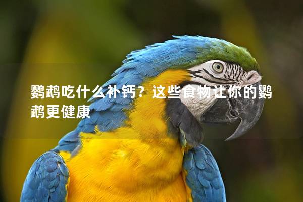 鹦鹉吃什么补钙？这些食物让你的鹦鹉更健康
