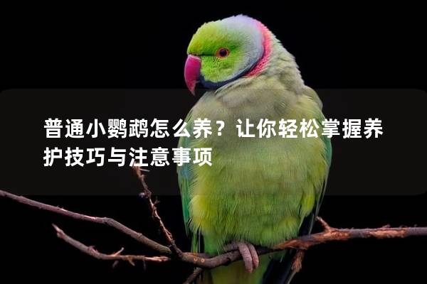 普通小鹦鹉怎么养？让你轻松掌握养护技巧与注意事项