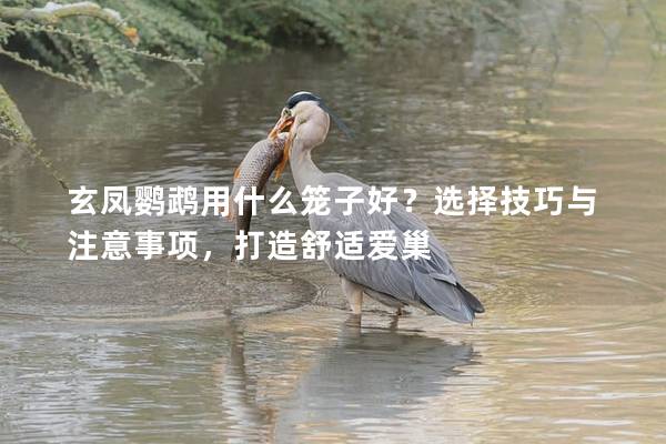 玄凤鹦鹉用什么笼子好？选择技巧与注意事项，打造舒适爱巢