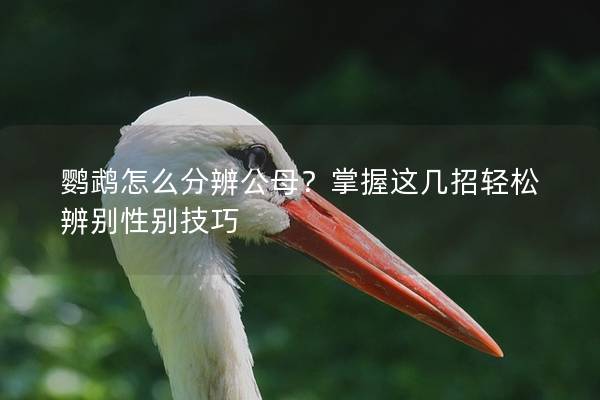 鹦鹉怎么分辨公母？掌握这几招轻松辨别性别技巧