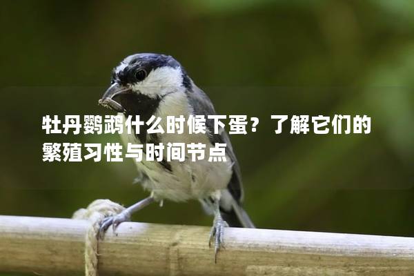 牡丹鹦鹉什么时候下蛋？了解它们的繁殖习性与时间节点