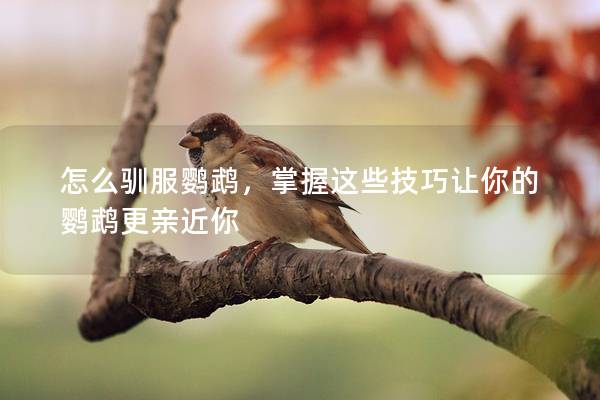 怎么驯服鹦鹉，掌握这些技巧让你的鹦鹉更亲近你