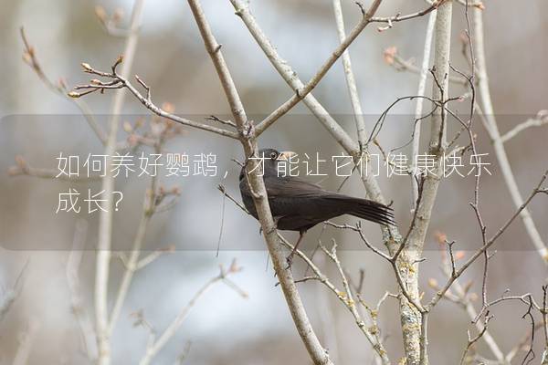 如何养好鹦鹉，才能让它们健康快乐成长？