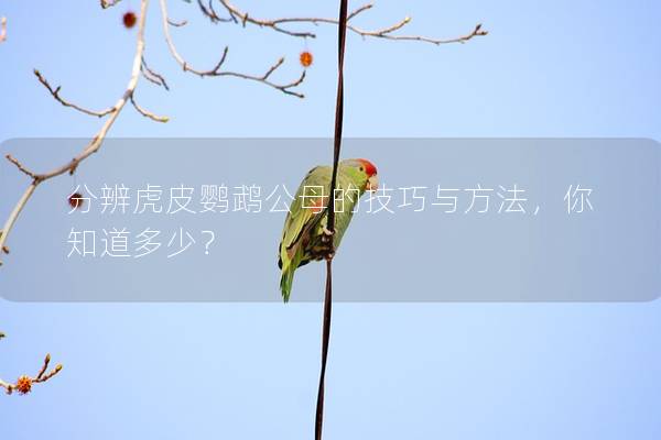 分辨虎皮鹦鹉公母的技巧与方法，你知道多少？