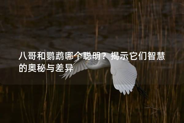 八哥和鹦鹉哪个聪明？揭示它们智慧的奥秘与差异