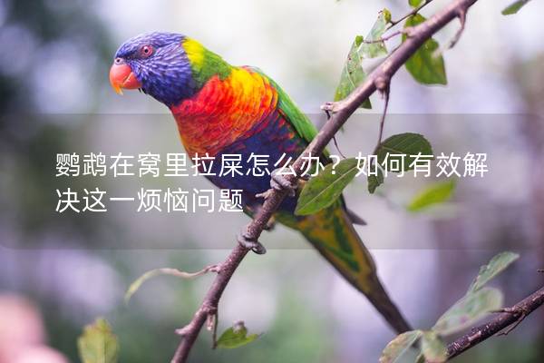 鹦鹉在窝里拉屎怎么办？如何有效解决这一烦恼问题