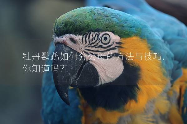牡丹鹦鹉如何分公母的方法与技巧,你知道吗？