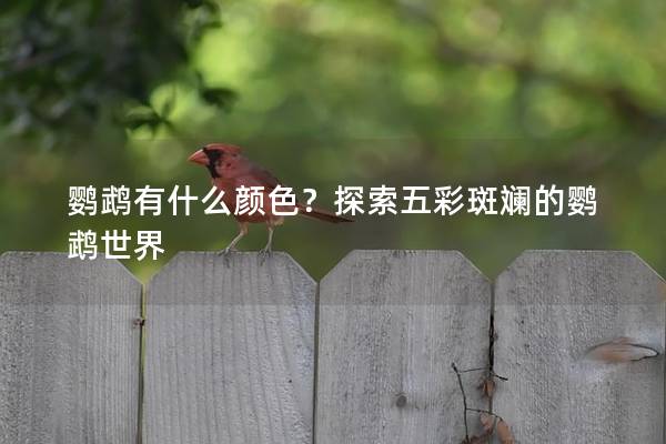 鹦鹉有什么颜色？探索五彩斑斓的鹦鹉世界