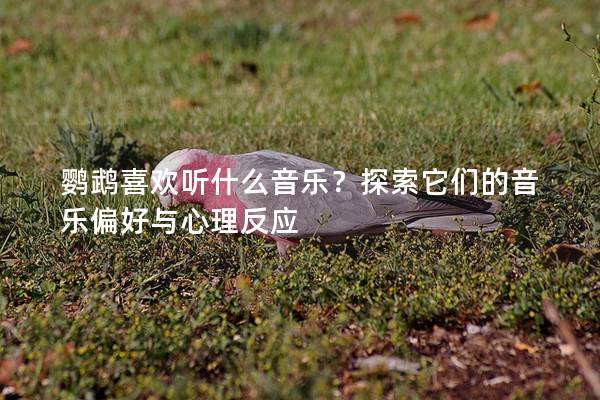 鹦鹉喜欢听什么音乐？探索它们的音乐偏好与心理反应