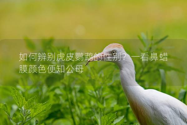 如何辨别虎皮鹦鹉的性别？一看鼻蜡膜颜色便知公母