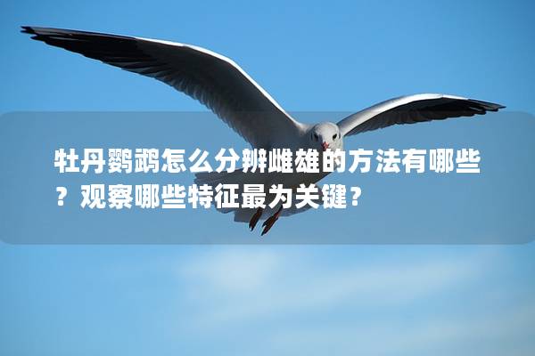 牡丹鹦鹉怎么分辨雌雄的方法有哪些？观察哪些特征最为关键？