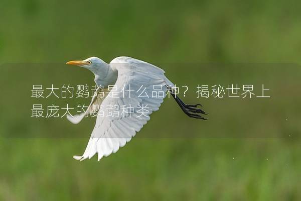 最大的鹦鹉是什么品种？揭秘世界上最庞大的鹦鹉种类