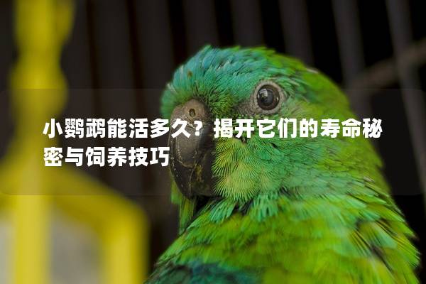 小鹦鹉能活多久？揭开它们的寿命秘密与饲养技巧