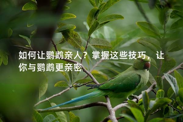 如何让鹦鹉亲人？掌握这些技巧，让你与鹦鹉更亲密