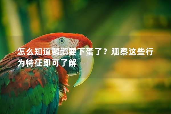 怎么知道鹦鹉要下蛋了？观察这些行为特征即可了解