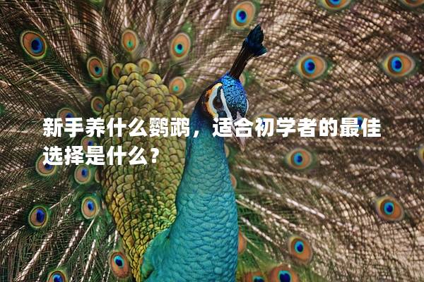 新手养什么鹦鹉，适合初学者的最佳选择是什么？