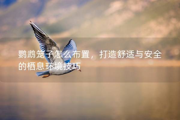 鹦鹉笼子怎么布置，打造舒适与安全的栖息环境技巧