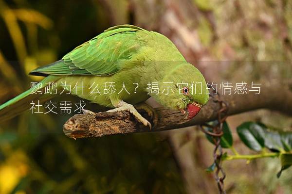 鹦鹉为什么舔人？揭示它们的情感与社交需求