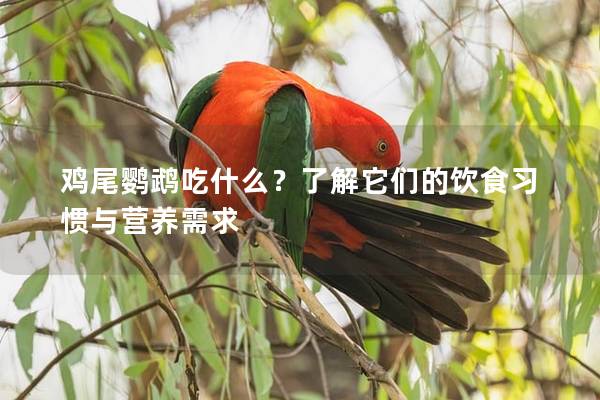 鸡尾鹦鹉吃什么？了解它们的饮食习惯与营养需求