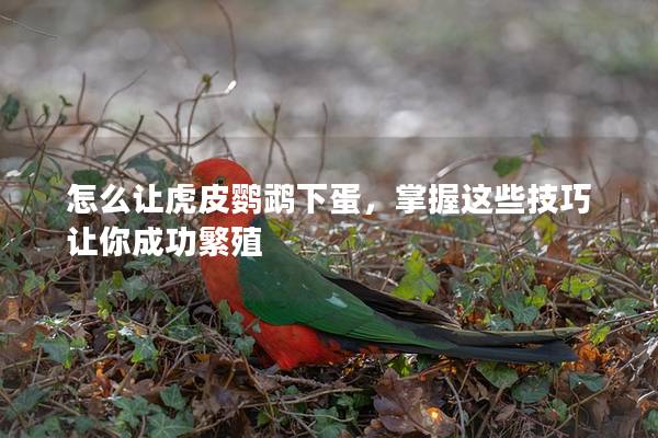 怎么让虎皮鹦鹉下蛋，掌握这些技巧让你成功繁殖