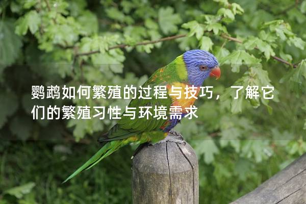鹦鹉如何繁殖的过程与技巧，了解它们的繁殖习性与环境需求