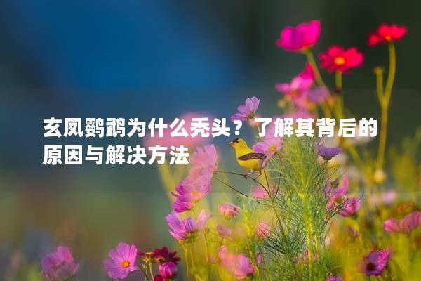 玄凤鹦鹉为什么秃头？了解其背后的原因与解决方法