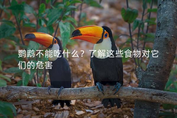 鹦鹉不能吃什么？了解这些食物对它们的危害