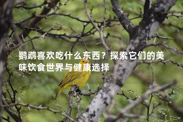 鹦鹉喜欢吃什么东西？探索它们的美味饮食世界与健康选择