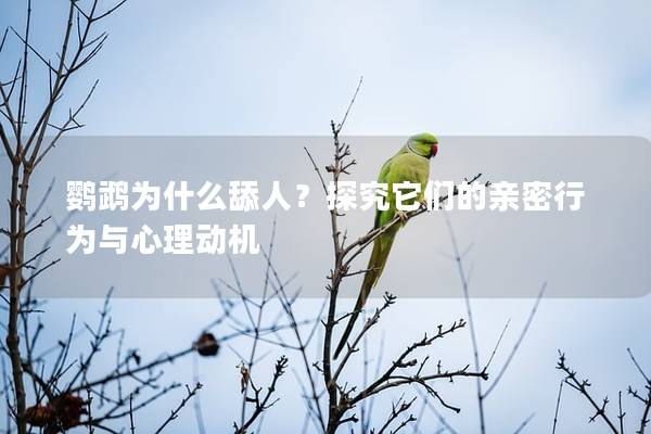 鹦鹉为什么舔人？探究它们的亲密行为与心理动机