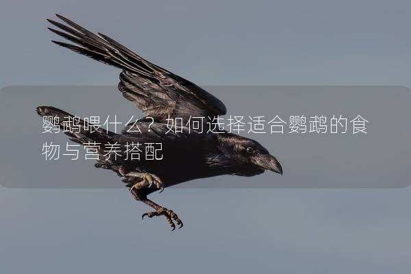 鹦鹉喂什么？如何选择适合鹦鹉的食物与营养搭配