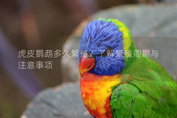 虎皮鹦鹉多久繁殖？了解繁殖周期与注意事项