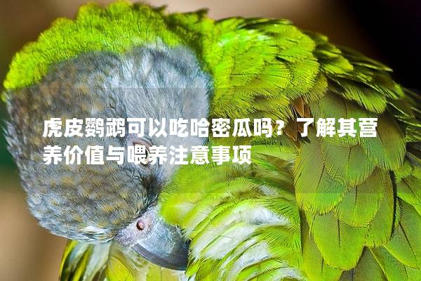 虎皮鹦鹉可以吃哈密瓜吗？了解其营养价值与喂养注意事项